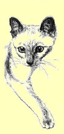 belgothai_image_siamois_12.JPG