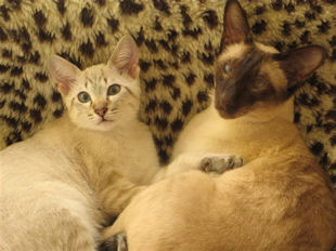 2008_shytara_BB_cequilsontdevenu_aramis1