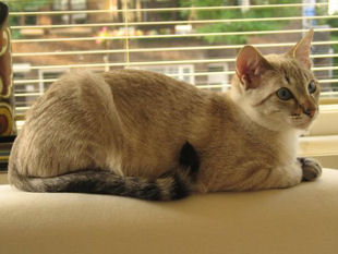 2008_shytara_BB_cequilsontdevenu_aramis2