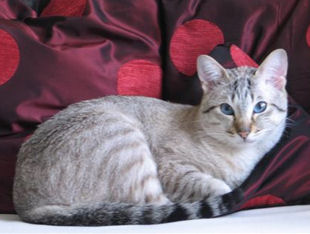 2008_shytara_BB_cequilsontdevenu_aramis4