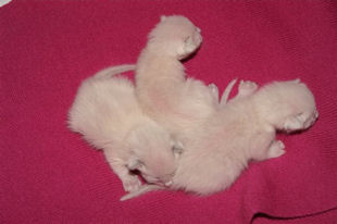 2009_shytara_BB_5jours_2