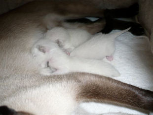 2009_shytara_BB_naissance_1