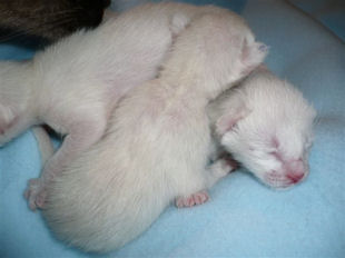 2009_shytara_BB_naissance_2