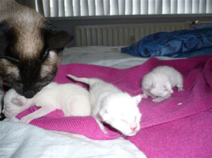 2009_shytara_BB_naissance_4
