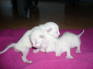 2009_shytara_BB_naissance_5.jpg