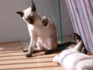 2009_shytara_BB_semaine10_2.jpg