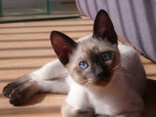 2009_shytara_BB_semaine10_3.jpg