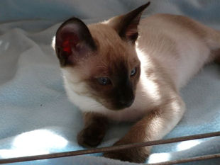 2009_shytara_BB_semaine10_4.jpg