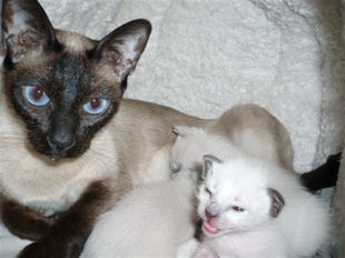 2009_shytara_BB_semaine2_1.jpg