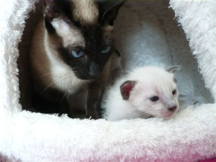 2009_shytara_BB_semaine2_4.jpg