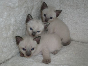 2009_shytara_BB_semaine3_2.jpg