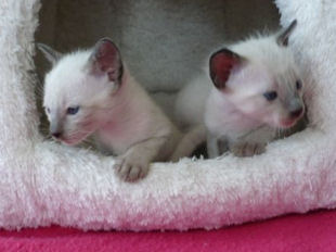 2009_shytara_BB_semaine3_3_filles.jpg