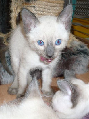 2009_shytara_BB_semaine5_4.jpg
