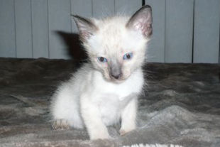 2009_shytara_BB_semaine5_6.jpg