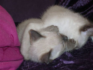 2009_shytara_BB_semaine6_2.jpg