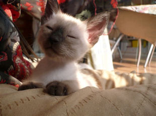 2009_shytara_BB_semaine6_3.jpg
