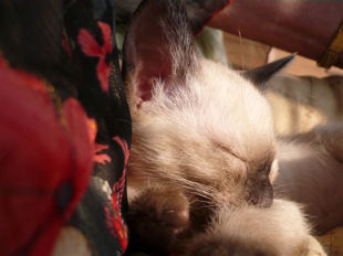 2009_shytara_BB_semaine6_4.jpg