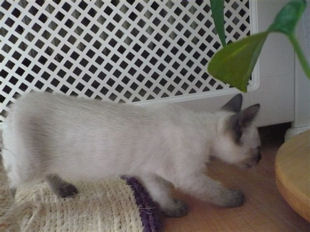 2009_shytara_BB_semaine6_5.jpg