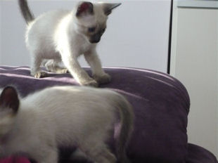 2009_shytara_BB_semaine6_6.jpg