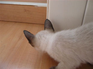2009_shytara_BB_semaine6_7.jpg
