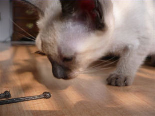 2009_shytara_BB_semaine6_8.jpg
