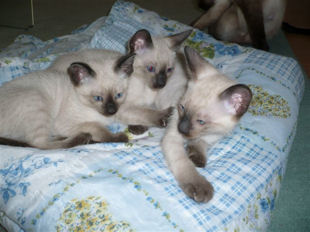 2009_shytara_BB_semaine7_2.jpg