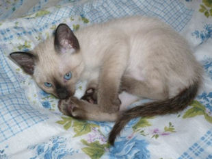 2009_shytara_BB_semaine7_dior.jpg