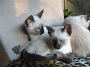 2009_shytara_BB_semaine8_3.jpg