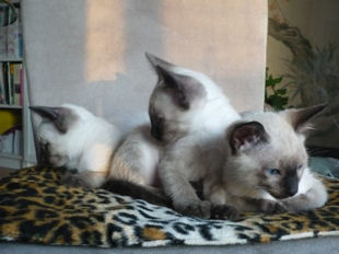 2009_shytara_BB_semaine8_5.jpg