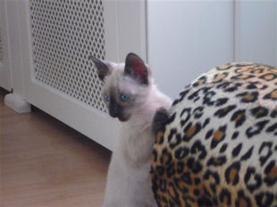 2009_shytara_BB_semaine8_8.jpg