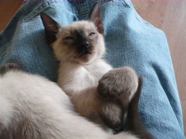2009_shytara_BB_semaine8_9.jpg