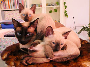 2009_shytara_BB_semaine9_1.jpg