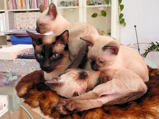 2009_shytara_BB_semaine9_2.jpg