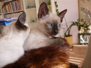 2009_shytara_BB_semaine9_4.jpg