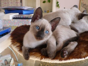 2009_shytara_BB_semaine9_5.jpg