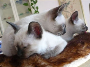 2009_shytara_BB_semaine9_6.jpg