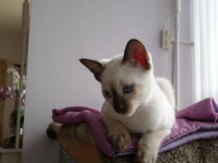 2010_shytara_BB_semaine12_2.JPG