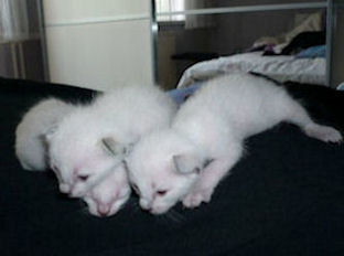 2010_shytara_BB_semaine2_3.jpg