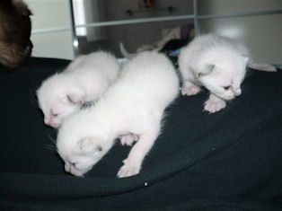 2010_shytara_BB_semaine2_5.jpg