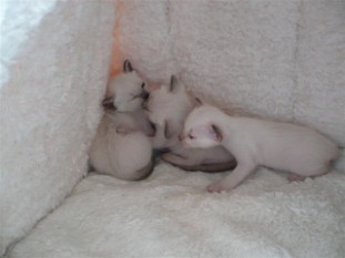 2010_shytara_BB_semaine3_1.JPG