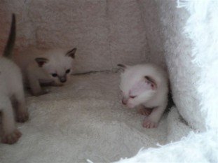 2010_shytara_BB_semaine3_10.JPG