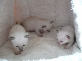 2010_shytara_BB_semaine3_11.JPG