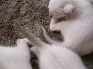 2010_shytara_BB_semaine3_3.JPG