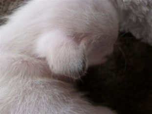 2010_shytara_BB_semaine3_5.JPG