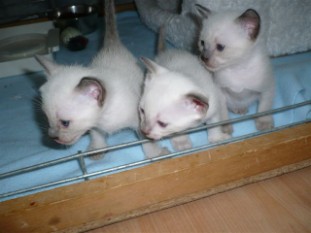 2010_shytara_BB_semaine4_1