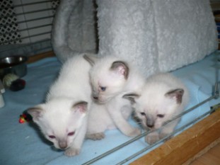 2010_shytara_BB_semaine4_3.JPG