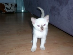 2010_shytara_BB_semaine5_1