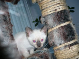 2010_shytara_BB_semaine5_3.JPG