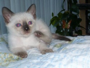 2010_shytara_BB_semaine5_4.JPG