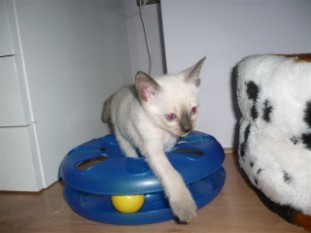 2010_shytara_BB_semaine5_5.JPG